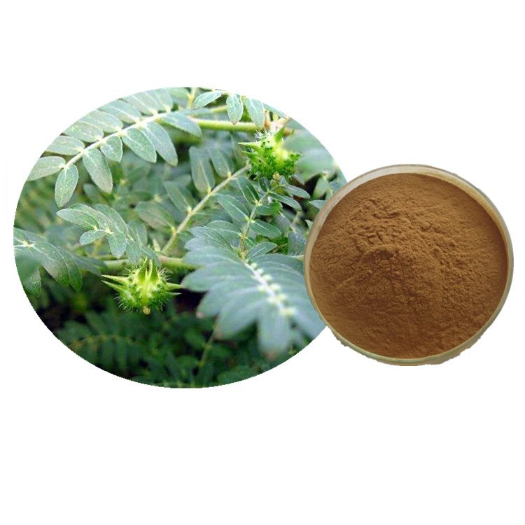 興東誠(chéng) 刺蒺藜皂甙 廠家 刺蒺藜提取物10:1 植物提取物 - 愛(ài)企查
