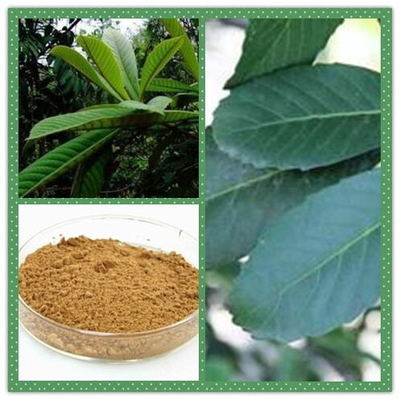 科羅索酸(枇杷葉提取物)